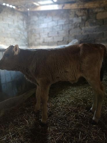 купить айширскую корову: Продаю | Тёлка | На откорм | Искусственник — 3