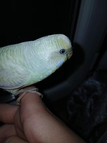 котята бенгальской кошки: Волнистые попугаи с клеткой и аксессуарами. В комплекте: - Пара — 3