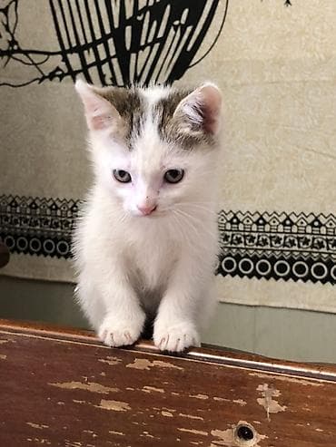 отдам котенка рэгдолл: Котята — домашние любимцы😻 - Породы/тип: Вислоушкидомашние — 4