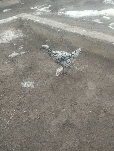 декоративный кур: Продаю | Куры | Дакан | Для боев — 4