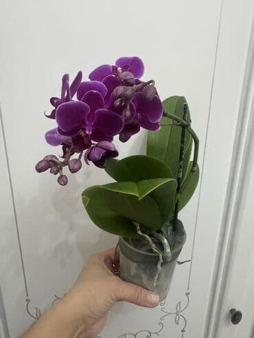 петуния цветы: Орхидеи сортовые в наличии.Цена от 800c-1600с.Бишкек — 12