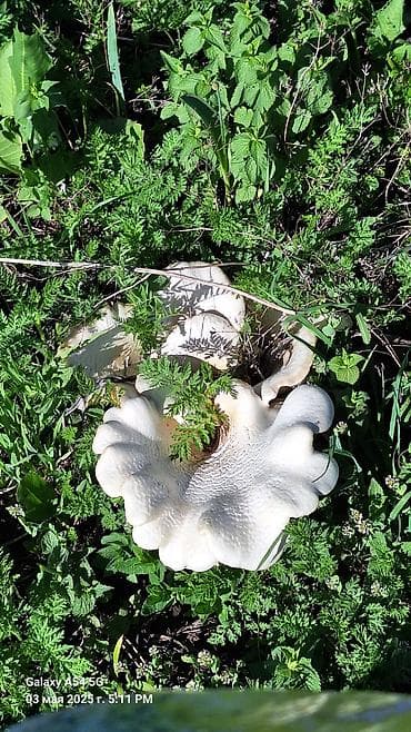 быки на мясо: Съедобные грибы – белые «лепёшки» (полевые шмпиньоны/лугова́я форма) — 8