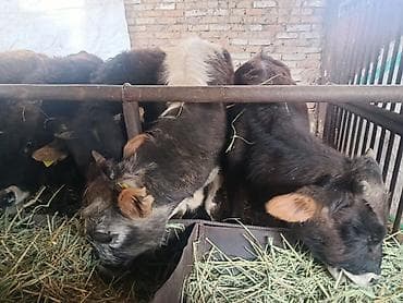 кой бишкек: Сатам | Бука (эркек) | Аргын | Бордоп семиртүү үчүн | Байланган — 3