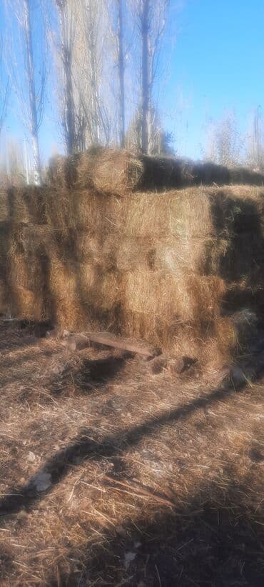 купить измельчитель травы и сена: Сено в тюках - Тюки прямоугольной формы, стандартного размера, плотно — 1