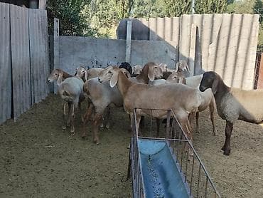 мака прес: Продаю | Баран (самец) | Арашан | Для разведения | Племенные, Осеменитель — 5