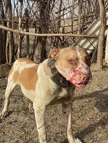 алабай девочка: Питбуль, 2 года, Самка — 3