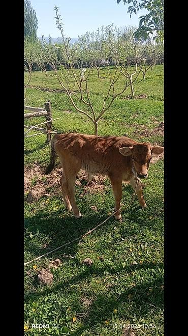 лягушка живая: Продаю | Музоо, торпок | На откорм | Привязанные — 1