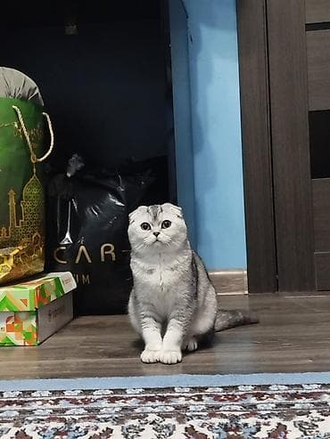 Скотиш Фолд (Шотландская вислоухая), 6 месяцев, Девочка, Серебристая шиншилла, Приучена к лотку