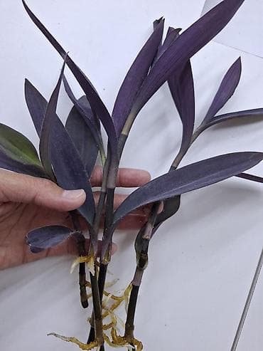 летние: Рассада традесканции пурпурной (Tradescantia spathacea ‘Purple’/Rhoeo) — 1