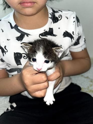 кошки в токмаке: Продаю котят — 9