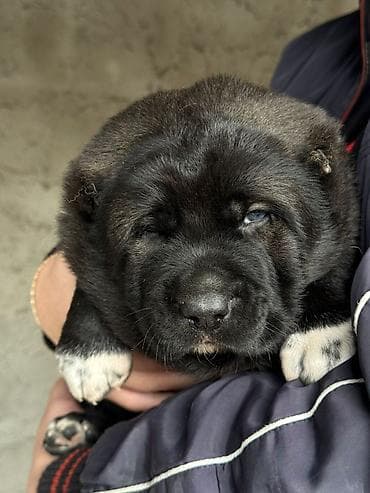 кыргыз алабай: Продаются щенки средне азиатской овчарки, алабаи, один мальчик и три — 6