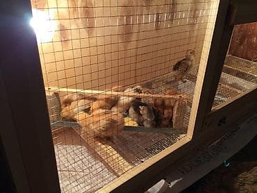 куры минорка: Брудер для цыплят. жожого бодоного коенго хомяка Брудер Размеры — 5