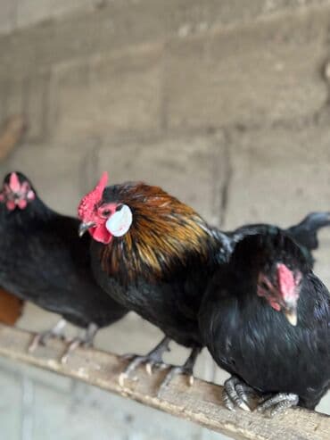 купить декоративных курей: Сатам | Короздор, Тооктор — 6