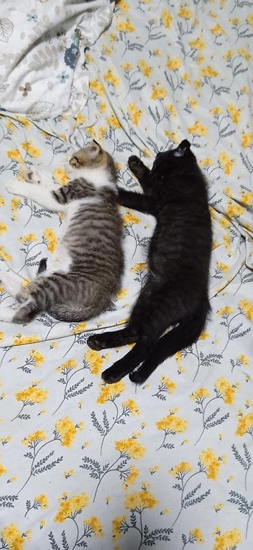 Аквариумы: Кошка даром: Скотиш Фолд (Шотландская вислоухая), 4 месяца, Девочка — 4