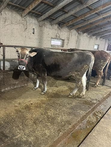 Аквариумдар: Сатам | Уй (ургаачы), Кунаажын | Аргын | Көбөйтүү үчүн, Сүт алуу үчүн — 4