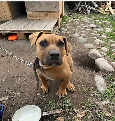 черный питбуль цена: Питбуль, 5 месяцев, Самец, С родословной — 2