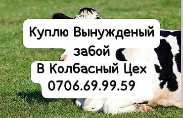 ветеринарные препараты: Покупка мяса вынужденного забоя для переработки в колбасном цехе. - — 1