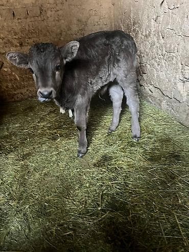 Другие животные: Продаю | Музоо, торпок | Алатауская | На откорм | Искусственник — 3