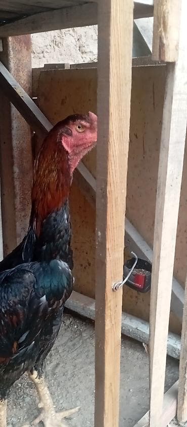 рака: Продаю | Петух | Бойцовая | Для разведения — 2