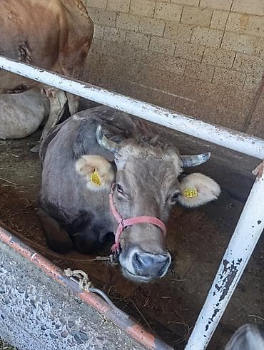 Продаю | Корова (самка) | Швицкая | Для молока | Привязанные