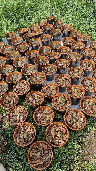 сеянцы голубой ели: Саженцы ели в горшках - Порода: ель (сеянец первого года). - Посадка — 3