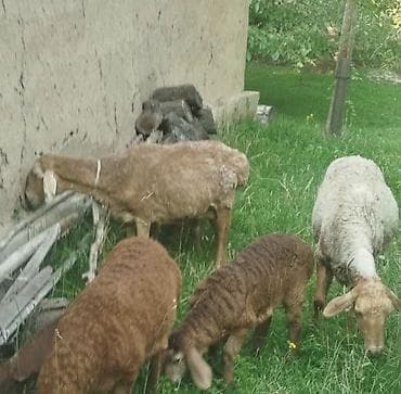 Коровы, быки: Продаю | Овца (самка) | Для разведения | Матка — 3
