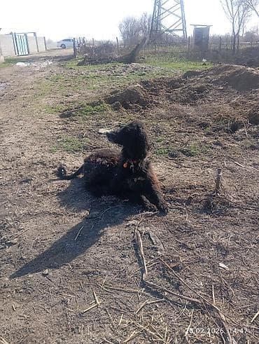 выстрел собак: Ассаламу алейкум туугандар ушул эки тайган сатылат з-жаш 1жаш бир — 2