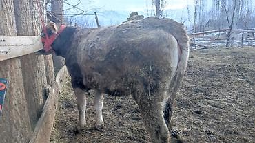 голштинская корова: Продаю | Тёлка | На откорм | Привязанные — 5