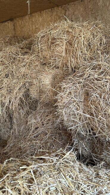 бек абад: Солома в тюках - Культура: пшеничная/овсяная солома (сухая, светлая — 3