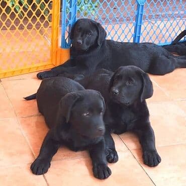 Лабрадор-ретривер, 2 месяца, Самец, С прививкой, С родословной at lalafo.kg Лабрадор-ретривер, 2 месяца, Самец, С прививкой, С родословной