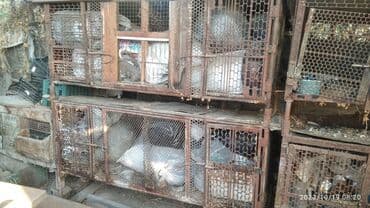 продаю связи с переездом: Клетки для кроликов кур продаю — 5