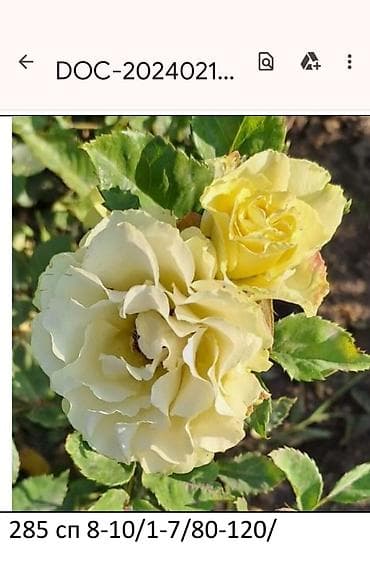 саат часы: Роза Эксплорер (Explorer) - Крупноцветковая чайно-гибридная роза с — 6