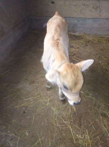 дойный апарат для коров: Продаю | Музоо, торпок | На откорм — 3