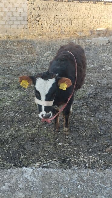 щенки лабрадоры: Продаю | Музоо, торпок | На откорм | Привязанные — 4