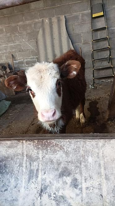 Услуги ветеринара: Продаю | Бык (самец) | Симментальская | На откорм | Привязанные — 1