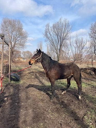 Продаю | Кобыла (самка) | Для разведения | Племенные