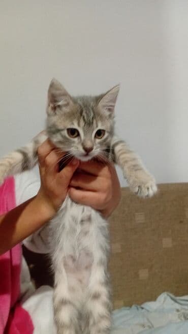 наполнитель для кота: 2 месяца, Мальчик, Серый, Приучена к лотку — 4