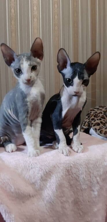 Грызуны: Продаю котят породы сфинкс: биколор (бело-черный, серо-бело-рыжий — 2