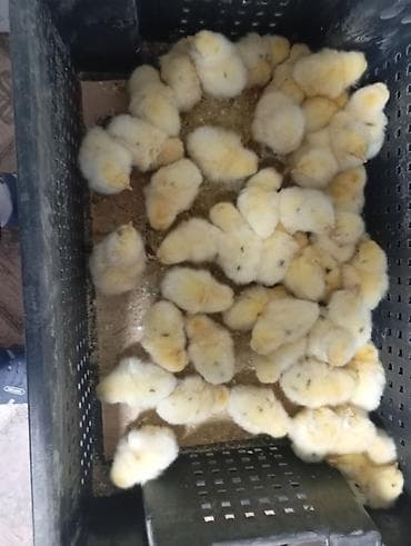 ящик аары: Сатам | Балапандар | Бройлер, Хай-Лайн Соня Грей | Союуга — 2