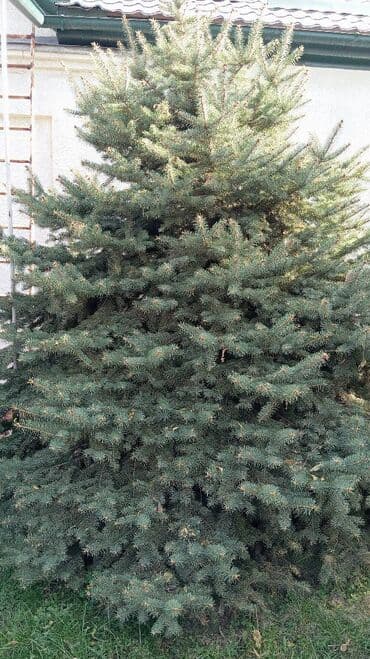 продаю ель: Живая ель (ёлки, ели, ёлка) Большая ель с пышной кроной и — 3