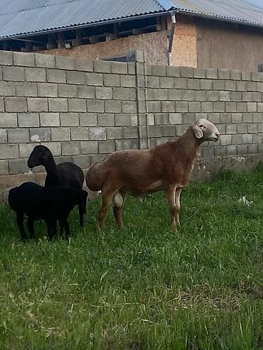 жаны асый: Сатам | Кочкор (эркек) | Гиссар | Көбөйтүү үчүн | Асыл тукумдуу — 2