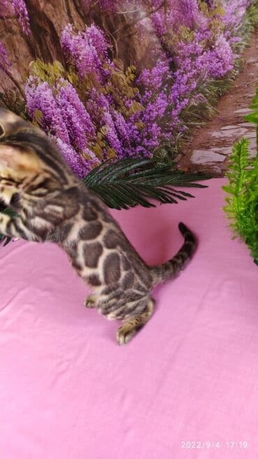 Красивейшие Бенгальские котята 3мес девочки и мальчики. Проф питомник