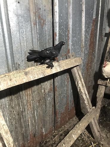 купить цыплят индюшат: Продаю село беловоцк — 5