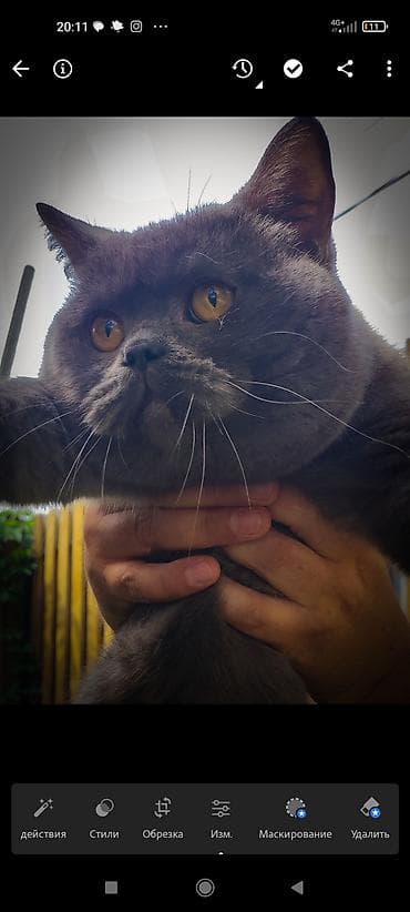 ориентал кошка: Шотландский короткошёрстный кот, окрас голубой (серый графит), крупный — 1