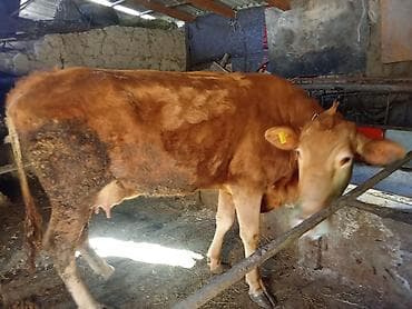 Продаю | Корова (самка) | Для молока | Привязанные