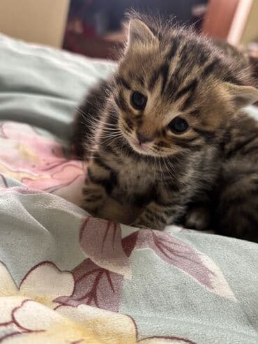 сумка для котят: Котята от домашней пары: папа — бенгальский кот с ярким контрастным — 7