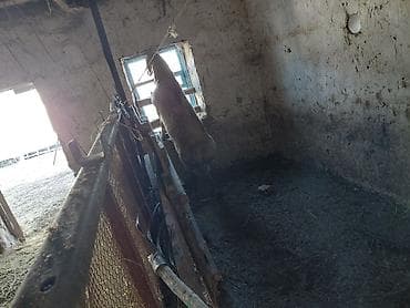 собака лайка: Продаю | Баран (самец) | Арашан | Для разведения | Осеменитель — 3