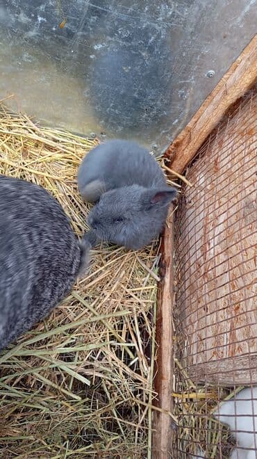 кролики фландр: Продаю | Крольчата | Фландр | Для разведения | Племенные — 6