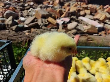 бенгальские кошки бишкек: Продаю | Цыплята | На забой, Несушки — 4