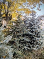 дерево береза: Голубые ели — +12 лет, пышные, крепкие, с доставкой под ключ! Продаю — 4